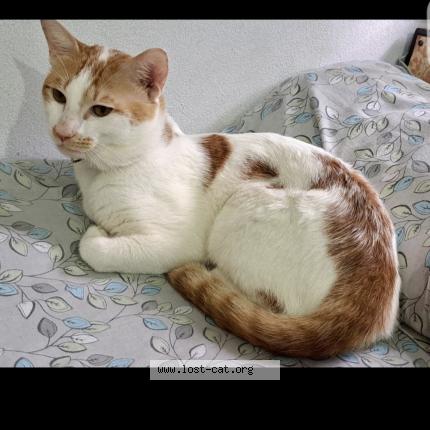 Photo 1/1 SHERU Chat lost in Hyderabad