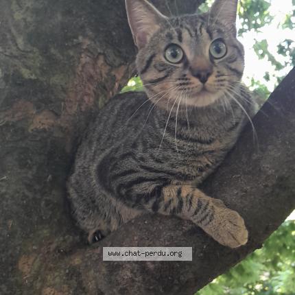 Photo 1/1 Tigrou Chat lost in Paris