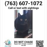 Picture of cat lost at Maple Grove