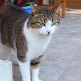 Picture of cat lost at Vaumas