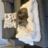 Picture of cat found at Le Taillan Medoc