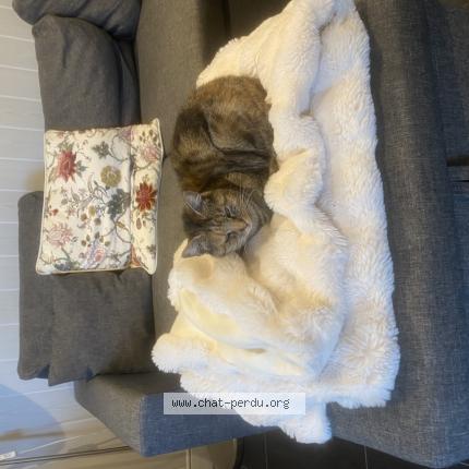 Photo 1/1 Found cat Found in Le taillan medoc