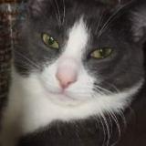 Picture of cat lost at Thomasville