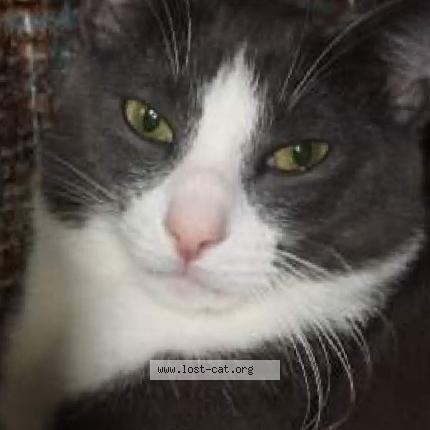 Photo 1/1 Smoke Chat lost in Thomasville