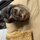 Picture of cat lost at Grigny