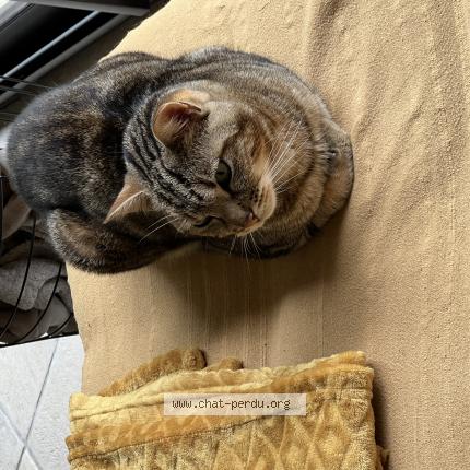 Photo 1/1 MAo Chat lost in Grigny