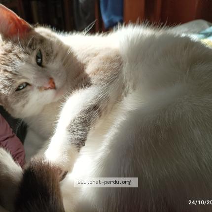 Photo 1/1 Hestia Chat lost in Gennes val de loire