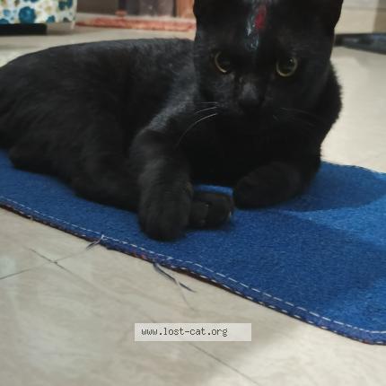 Photo 1/1 Kitchu Chat lost in New delhi