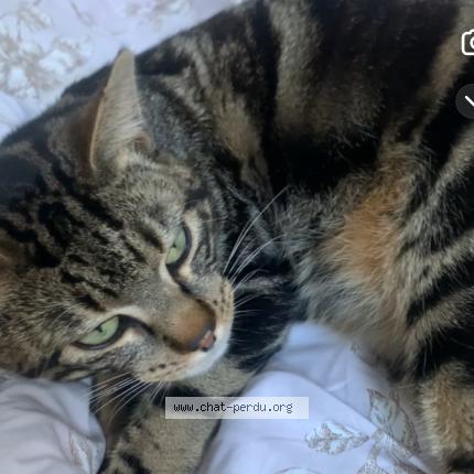 Photo 1/1 Mimi Chat lost in La tour de salvagny