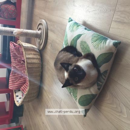 Photo 1/1 Uguette Chat lost in Plescop