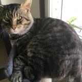 Picture of cat lost at Les Attaques