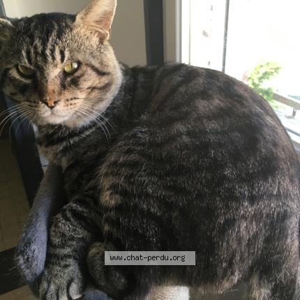 Photo 1/1 Booba Chat lost in Les attaques