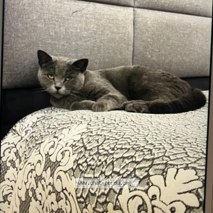 Photo 1/1 Lia Chat lost in Bruxelles