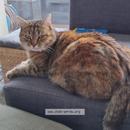 Photo 1/1 Minette Chat lost in Auterive