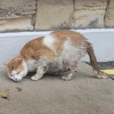 Picture of cat found at Saint Ouen L Aumone