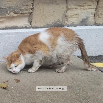 Photo 1/1 Found cat Found in Saint ouen l aumone