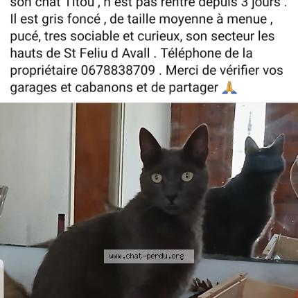 Photo 1/1 Titou Chat lost in Sant feliu d avall