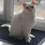 Picture of cat lost at Saint Dizier