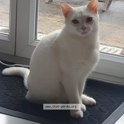 Photo 1/2 Coton Chat lost in Saint dizier