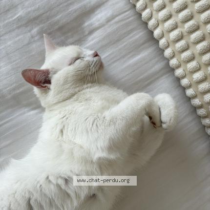 Photo 2/2 Coton Chat lost in Saint dizier