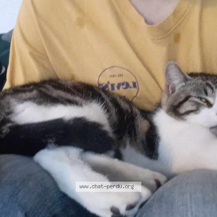 Photo 1/1 Adrian Chat lost in Joue les tours