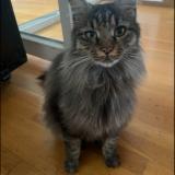 Picture of cat lost at Montpellier