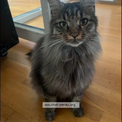 Photo 1/2 Flash Chat lost in Montpellier