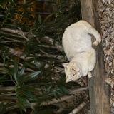 Picture of cat found at Perpignan