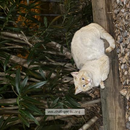 Photo 1/1 Found cat Found in Perpignan