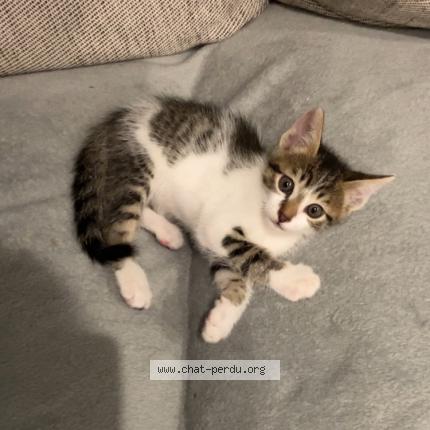 Photo 1/1 Papouille Chat lost in La verpilliere