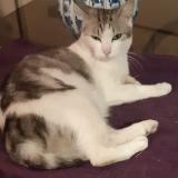 Picture of cat lost at Sannois