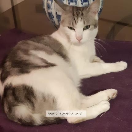 Photo 1/1 Shadow Chat lost in Sannois