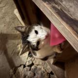 Picture of cat found at Molondin