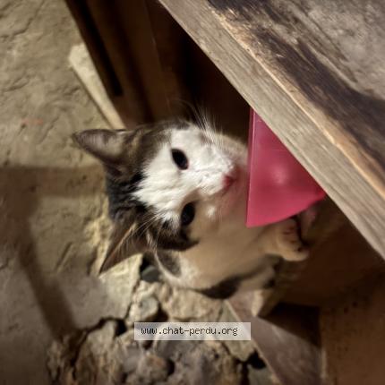 Photo 1/1 Found cat Found in Molondin