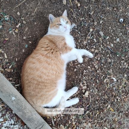 Photo 1/1 Roxy Chat lost in Chauray