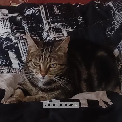 Photo 1/1 Grisette Chat lost in La roche sur yon