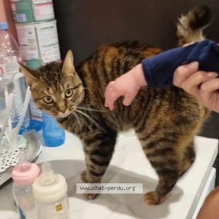 Photo 1/1 Ora Chat lost in Ortaffa