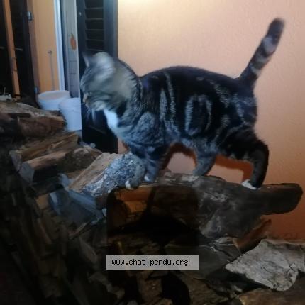 Photo 1/1 Pesto Chat lost in Prez vers siviriez