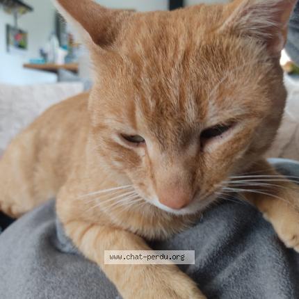 Photo 1/1 Lopoti Chat lost in L isle d abeau