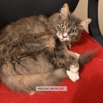 Photo 1/1 Mimi Chat lost in Le bailleul