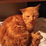 Picture of cat found at Montauban