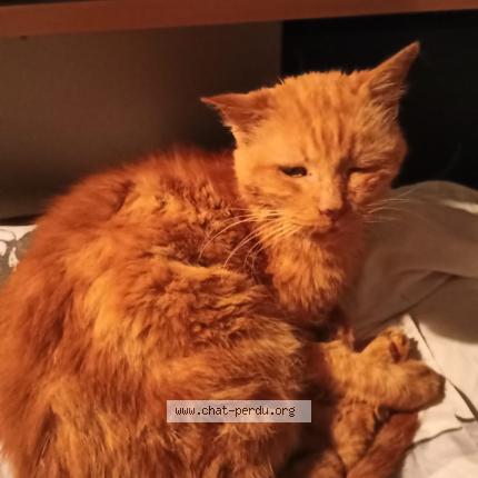 Photo 1/1 Found cat Found in Montauban