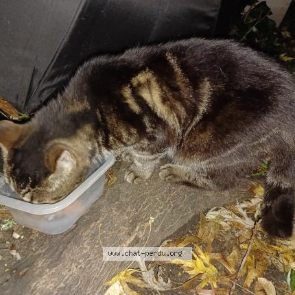 Photo 1/1 Agathe Chat lost in Cenon