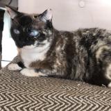 Picture of cat lost at Miami