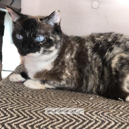 Photo 1/1 Susy Chat lost in Miami