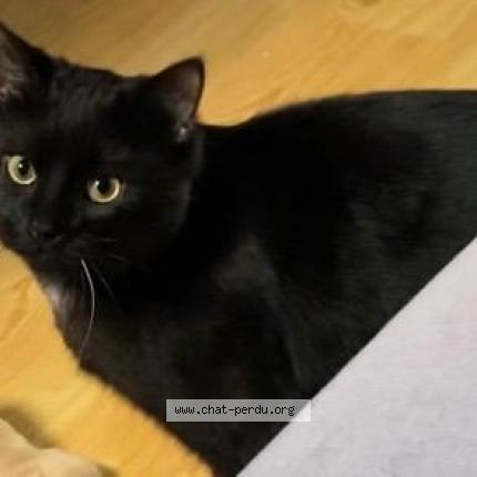 Photo 1/1 Kika Chat lost in Ixelles