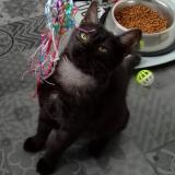 Picture of cat lost at Serres Castet