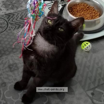 Photo 1/1 Baguerra Chat lost in Serres castet