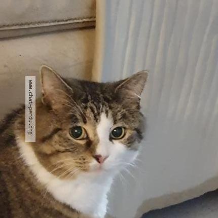Foto einer verlorenen Katze in St Prex