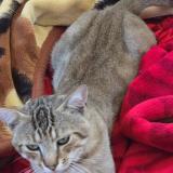 Picture of cat lost at Valence D Agen